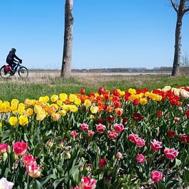 cycling between the tulips van Hilda booy