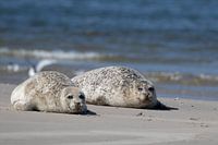 Texel, Dichtungen