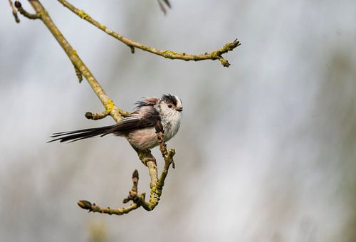 The long-tailed tit