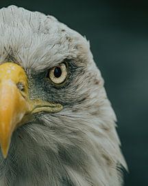 Amerikanischer Seeadler von Mark Evenhuis