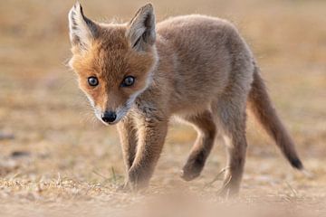 Fuchs-Welpe von Rob Sebel