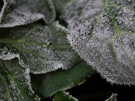 Winter von hans kuhne