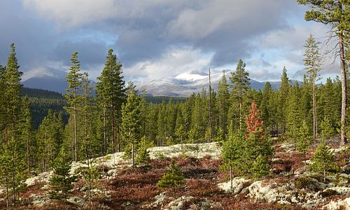 Berge des Rondane-Nationalparks im Herbst in Norwegen