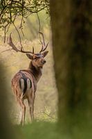 Cerf mâle