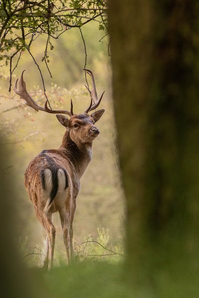 Male deer by Kars Klein Wolterink