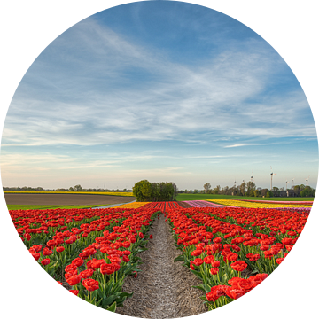 Tulpenveld in het Rijndistrict Neuss van Michael Valjak