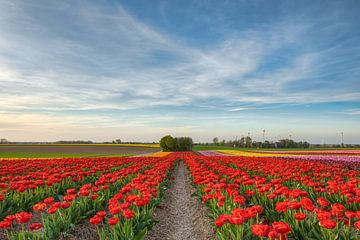Tulpenveld in het Rijndistrict Neuss
