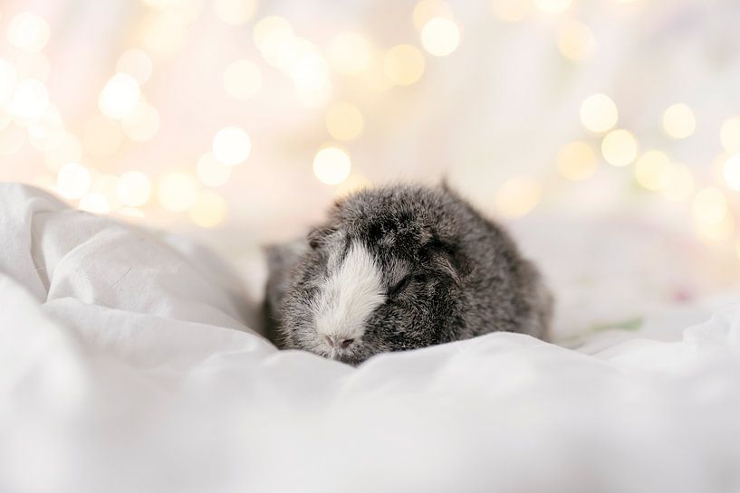 Schlafendes Meerschweinchen-Lichtbett von Marloes van Antwerpen
