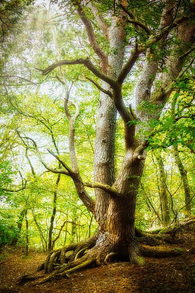 Dancing trees by Richard Kamphuis
