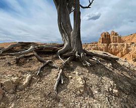 Juniper Tree Roots and Rock Formations Southwestern USA by Tammy Winand Arts