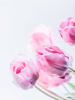 Bouquet de tulipes rose pastel. Art floral minimaliste