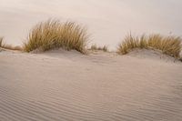 Dunes coast