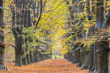 Dutch Autumn! Magnefiek tree lane in the Amerong forest! by Peter Haastrecht, van