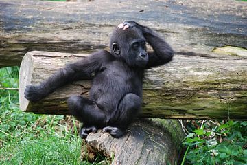 Baby Gorilla van Victor Belou