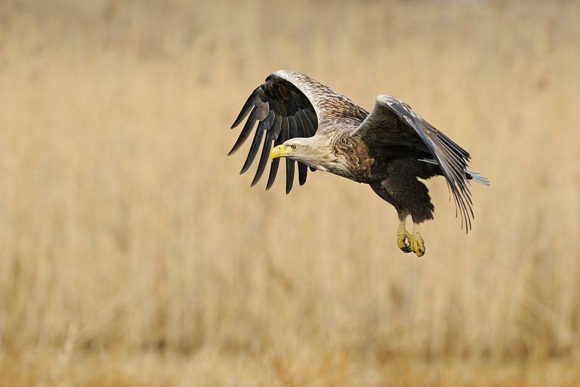 Seeadler (Haliaeetus albicilla) im Flug über das Schilf. von wunderbare Erde