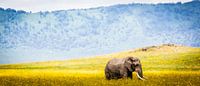 Ngorongoro Olifant  van Leon van der Velden thumbnail