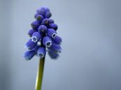 Frühling blau von Veerle Addink Miniaturansicht