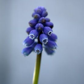 Lente-blauw van Veerle Addink
