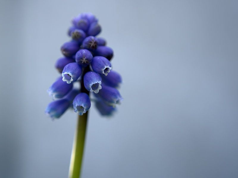 Frühling blau von Veerle Addink