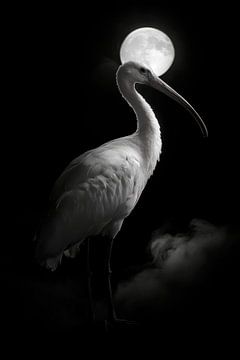 Ibis van Poster Art Shop