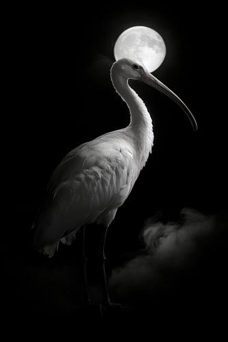 Ibis