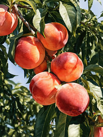 Peach Staffel II von Franka Poulain