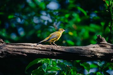 Verdier sur une branche