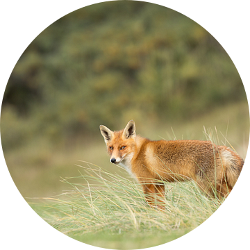 Vos in het landschap van Menno Schaefer