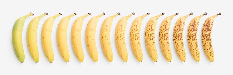 Banana: from green to ripe by AwesomePics