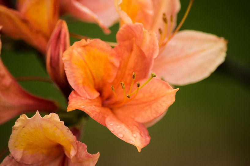 Orange flower Rhododendron molle by Kristof Leffelaer