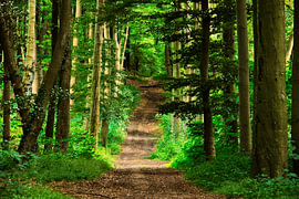 Sommerwanderweg bei Vaals von Vague & Form