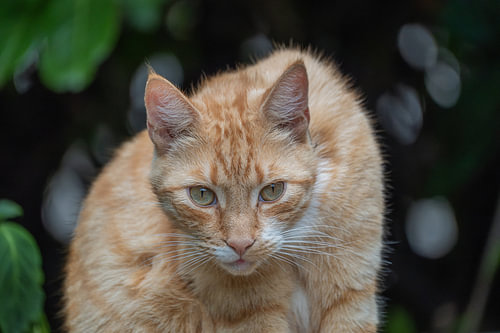Wodan, ginger tomcat in the summer garden