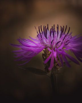 Cornflower spider dark & moody van Sandra Hazes