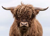 Portrait of a Scottish Highlander