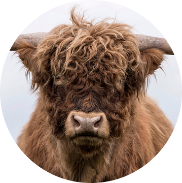 Portret van een Schotse Hooglander