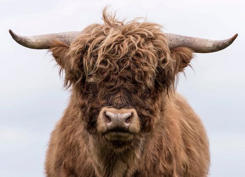 Portrait d'un Highlander écossais