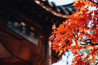 Asiatischer Herbst