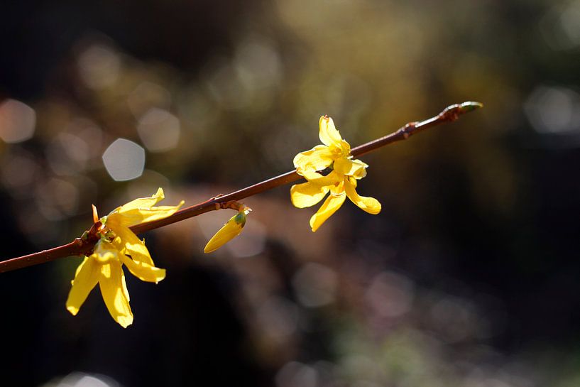 Forsythienblüten von Helga Novelli