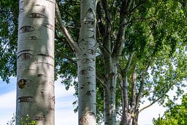 Bäume mit Augen, damit du gesehen wirst. von Els Oomis