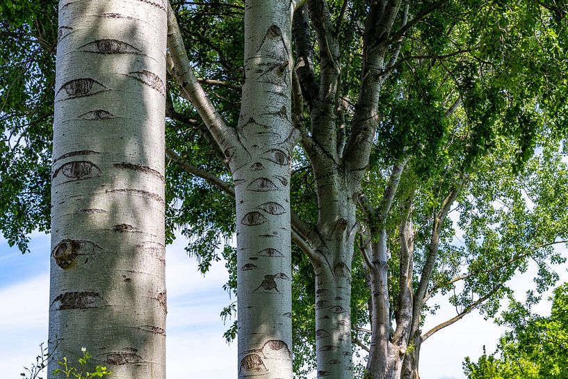 Bomen met ogen, dus je wordt gezien. van Els Oomis