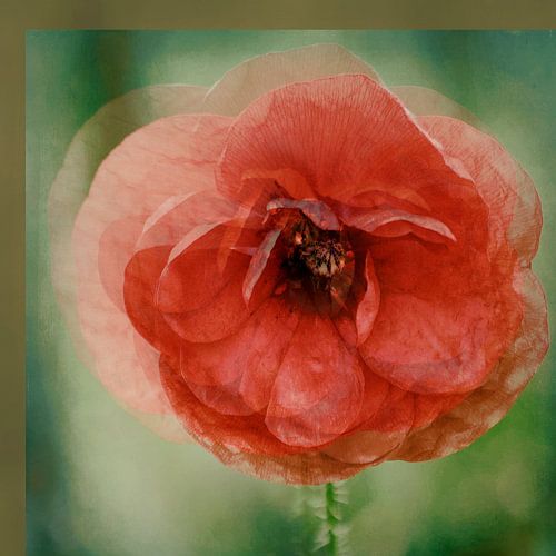 poppy in red by Yvonne Blokland