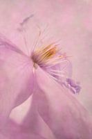 Clematis