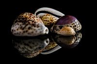 Shell collection 6: cowries