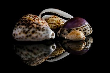 Shell collection 6: cowries by Boudewijn Vermeulen