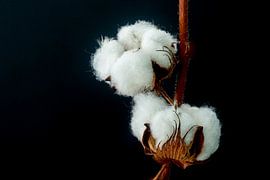 Cotton spools by JanfolkerT Muizelaar