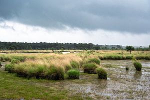 De Kalmthoutse Heide bij regen van Werner Lerooy