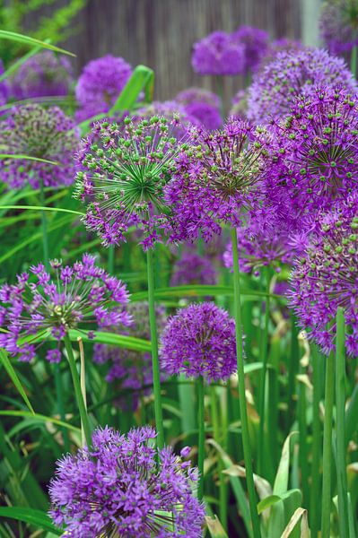 De tuin van Ellinor Creation