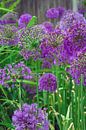 De tuin van Ellinor Creation thumbnail