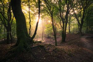 Een mooie ochtend in het bos