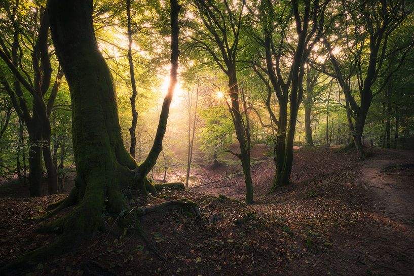 Een mooie ochtend in het bos van Edwin Mooijaart